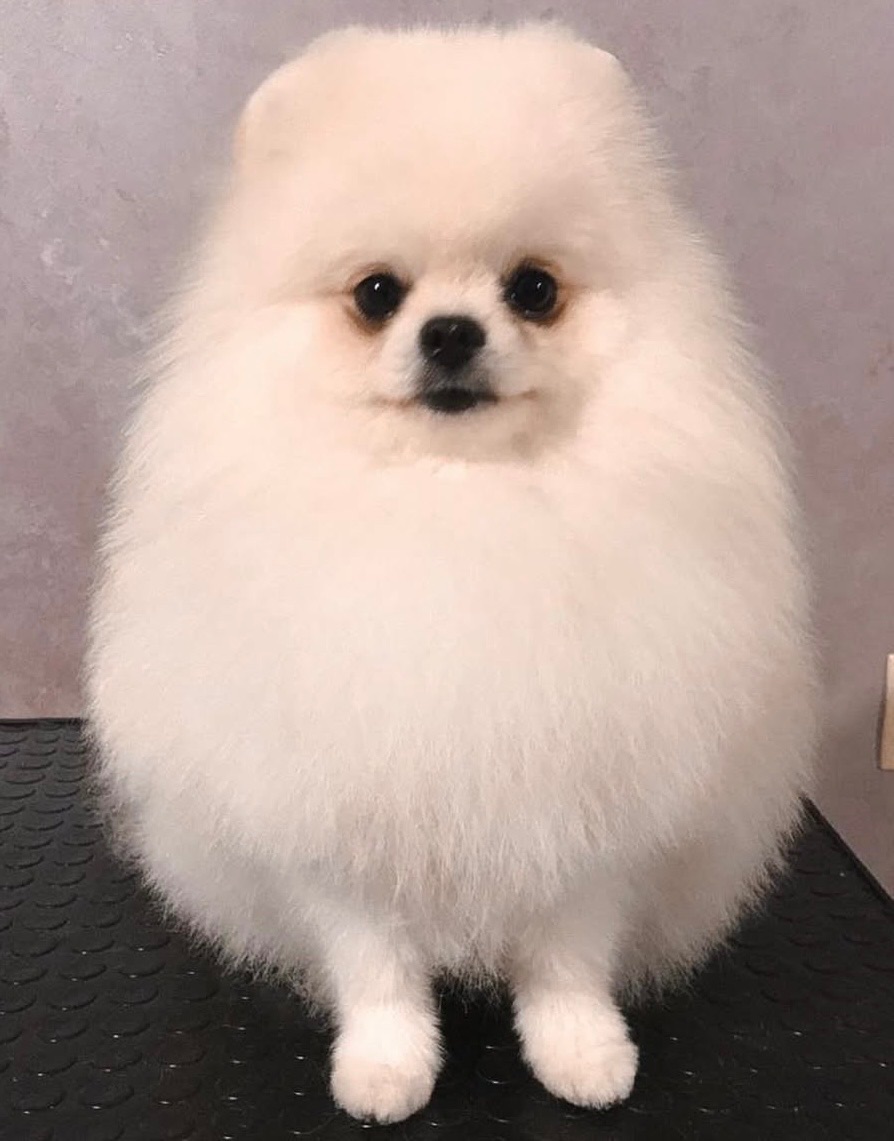 Цуценята померанський шпіц