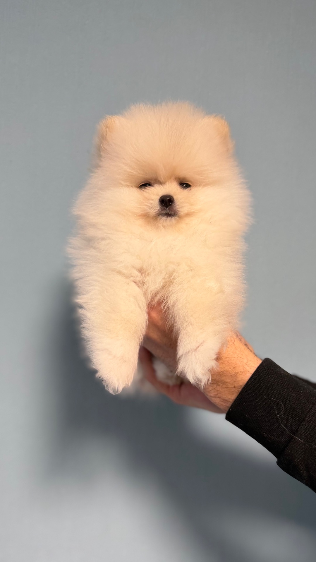 Цуценята померанський шпіц