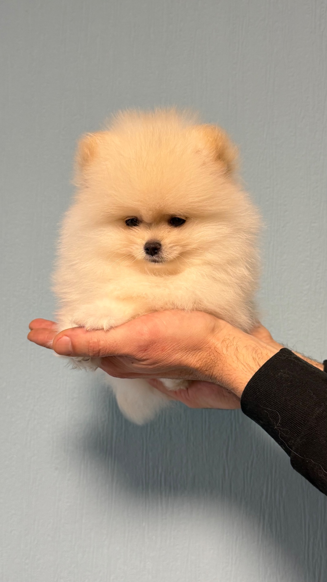 Цуценята померанський шпіц