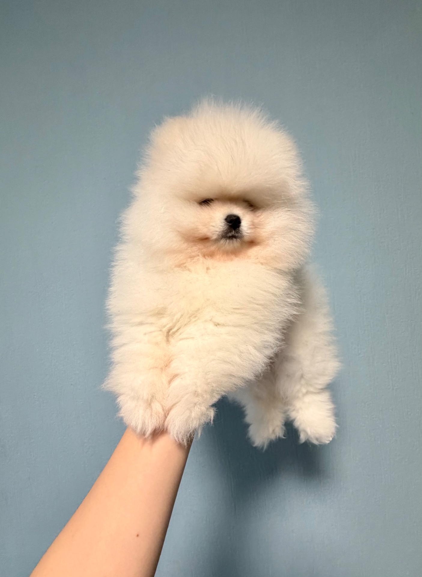 Цуценята померанський шпіц