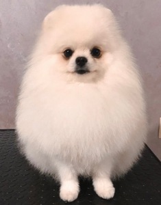 Цуценята померанський шпіц