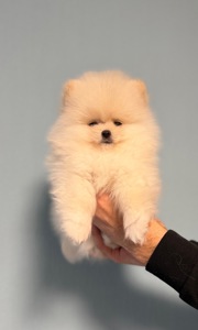 Цуценята померанський шпіц