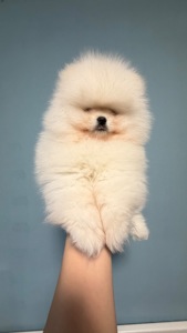 Цуценята померанський шпіц