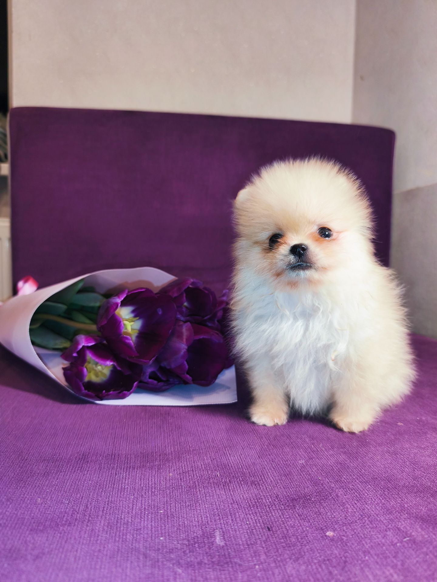 Щенки Померанского шпица мини