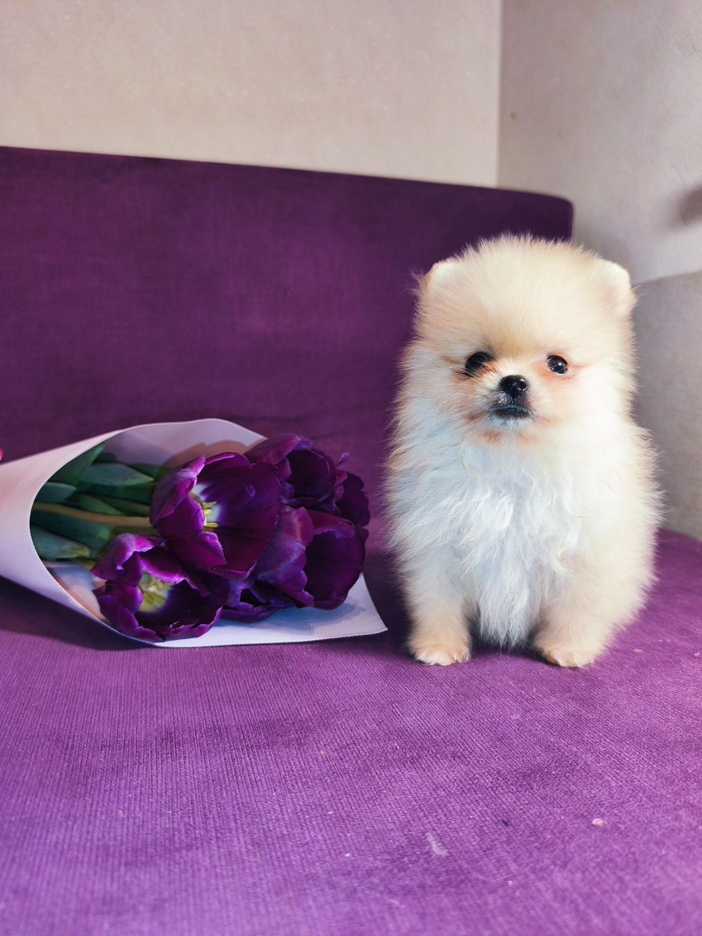 Щенки Померанского шпица мини