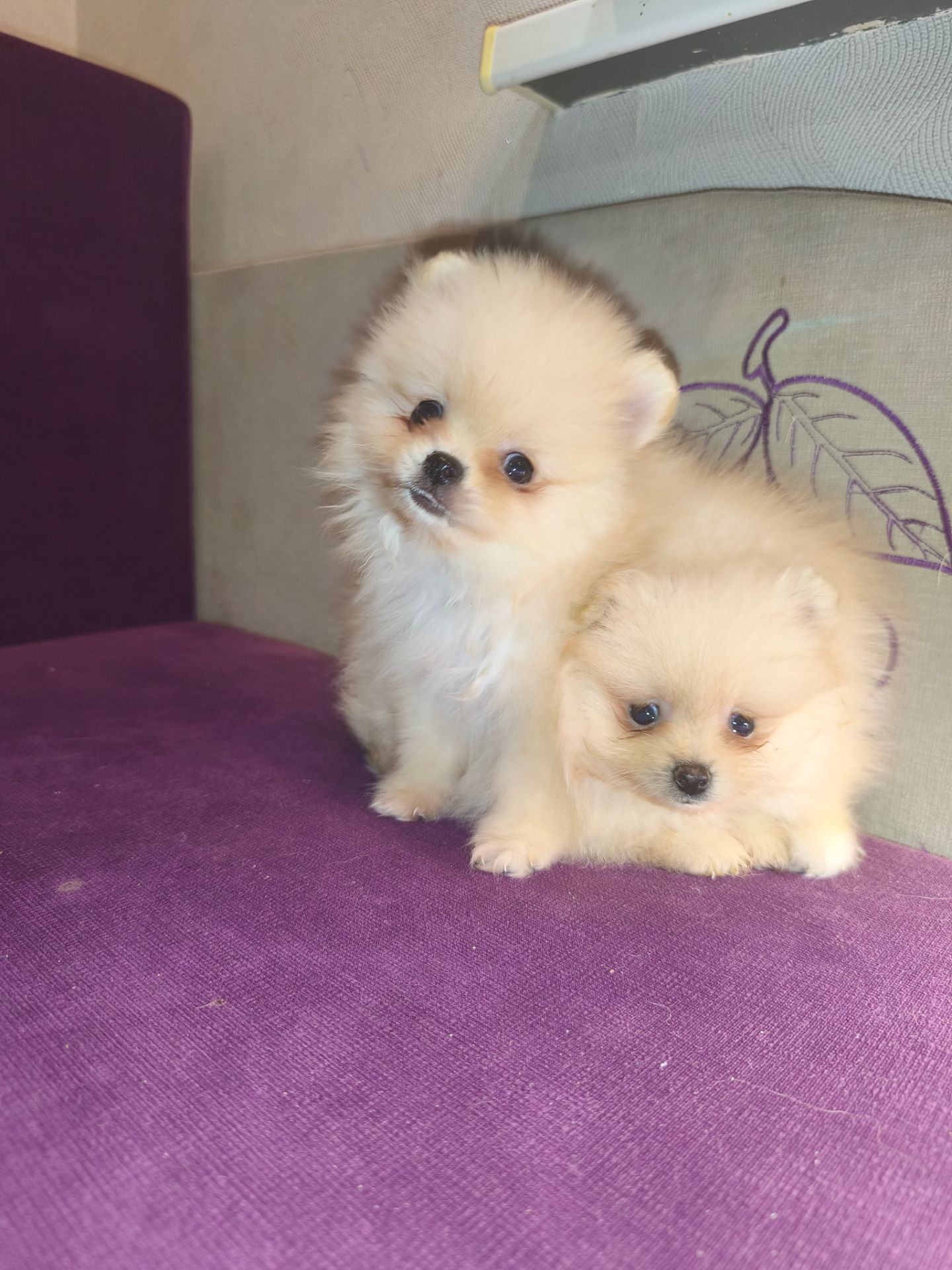 Щенки Померанского шпица мини