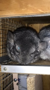 Хлопчик шиншила світлий ебоні носій сапфіру, фіолету та ангори