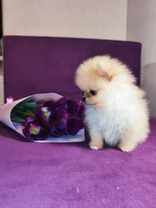 Щенки Померанского шпица мини