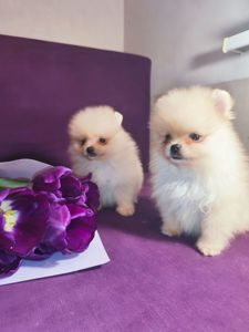 Щенки Померанского шпица мини
