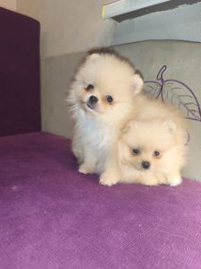 Щенки Померанского шпица мини