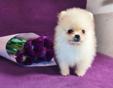 Щенки Померанского шпица мини