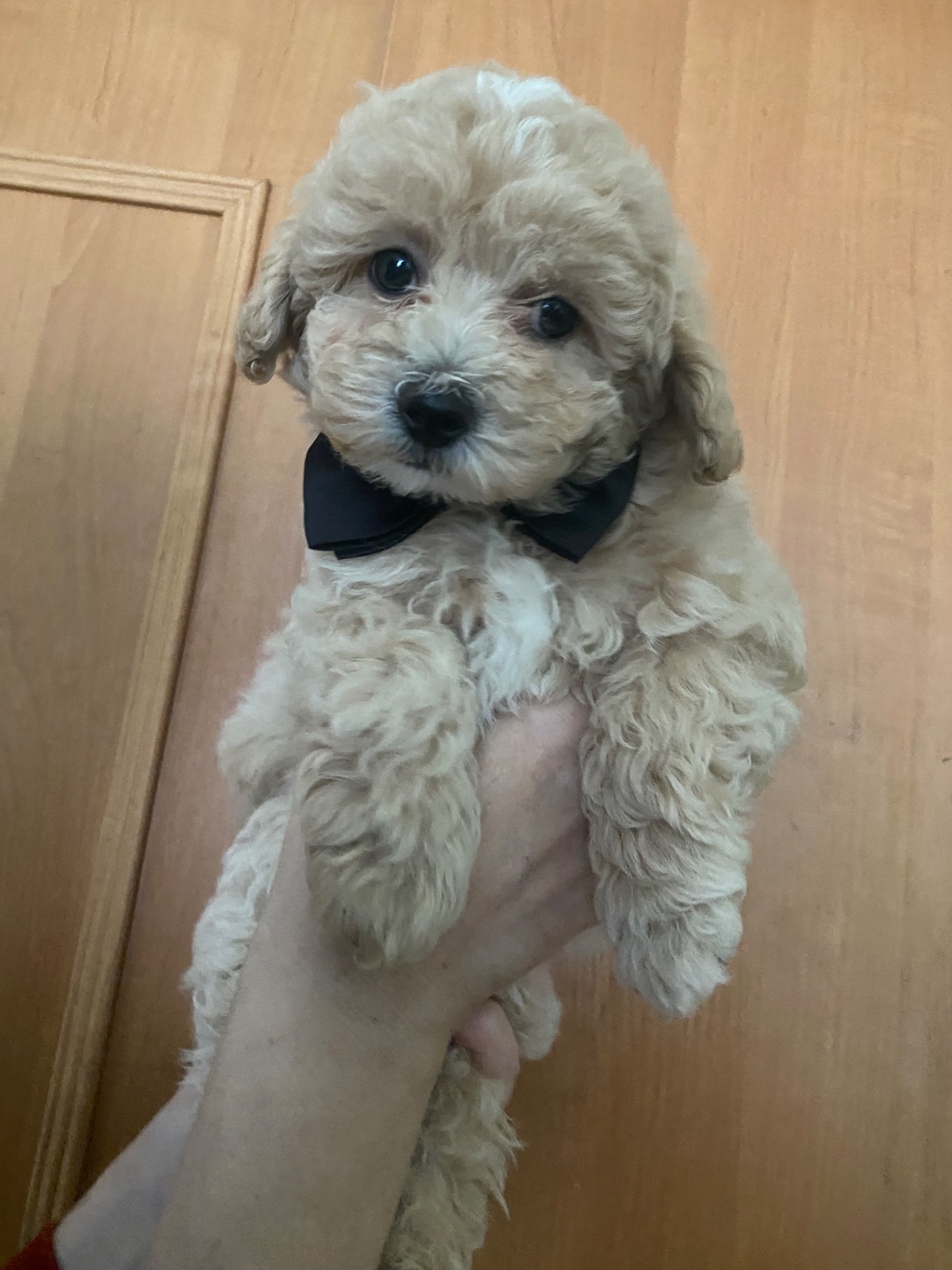 Хлопчик мальтіпу ф1