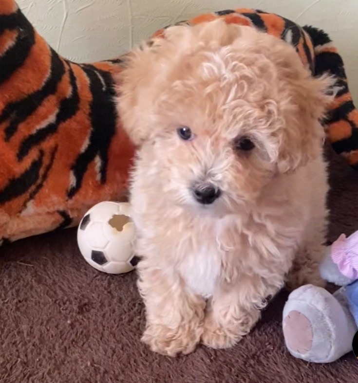 Хлопчик мальтіпу ф1