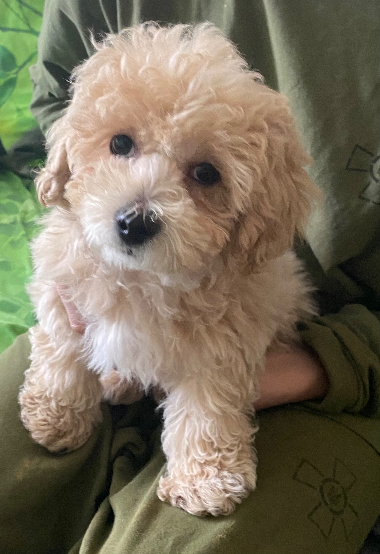 Хлопчик мальтіпу ф1