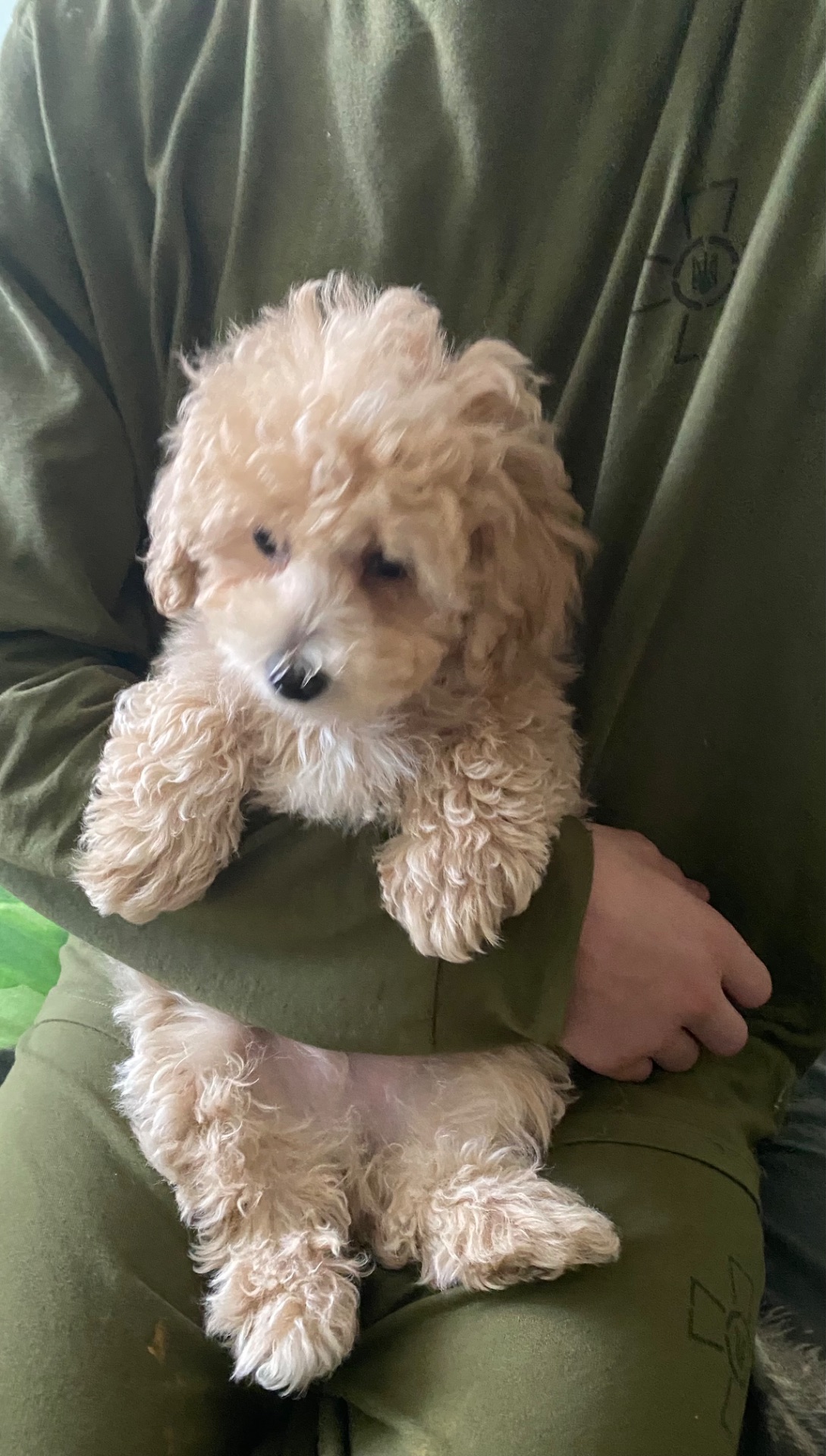 Хлопчик мальтіпу ф1