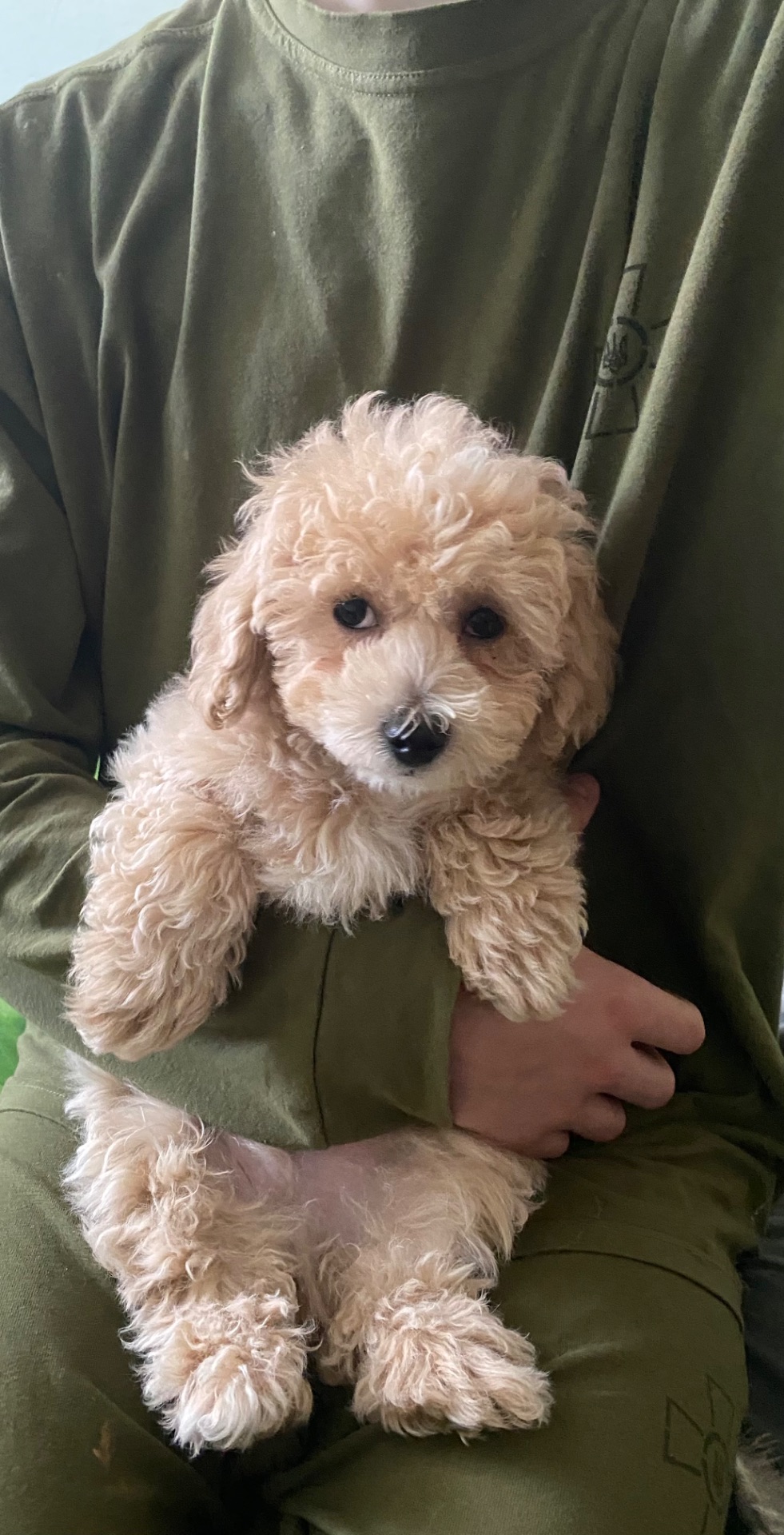 Хлопчик мальтіпу ф1