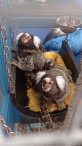 Молодые обезьянки игрушки и пишу