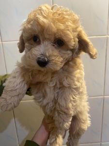 Хлопчик мальтіпу ф1