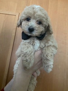 Хлопчик мальтіпу ф1