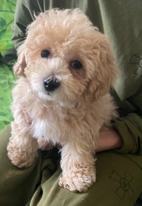 Хлопчик мальтіпу ф1