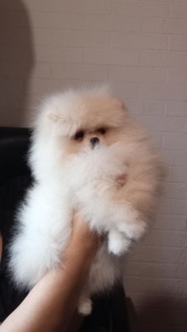 Дівчинка померанський шпіц КСУ/FCI