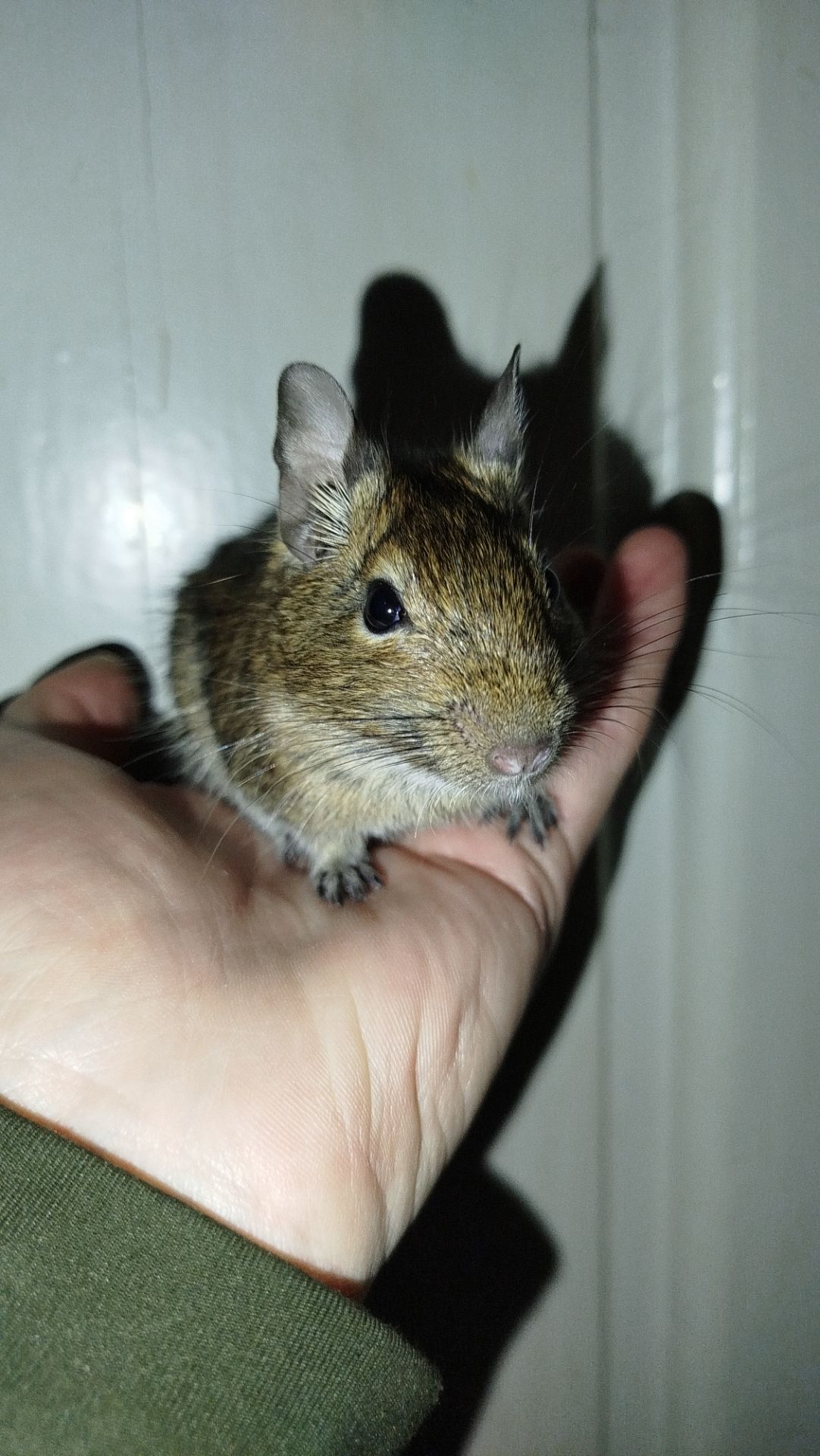 Продам двох самок білки Дегу(чилійська)