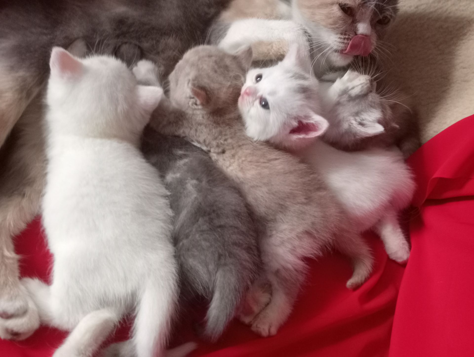 Разноцветные британские котята