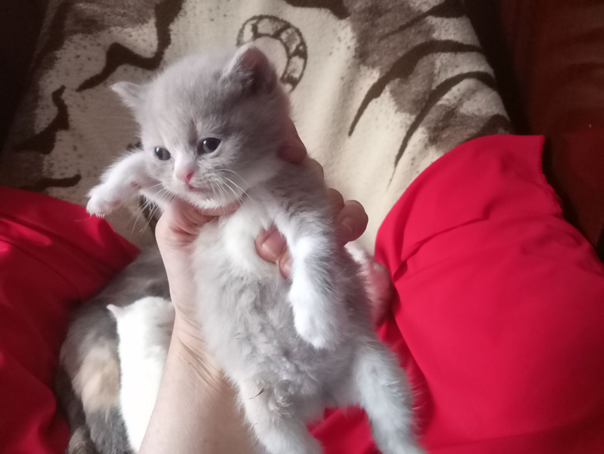 Разноцветные британские котята