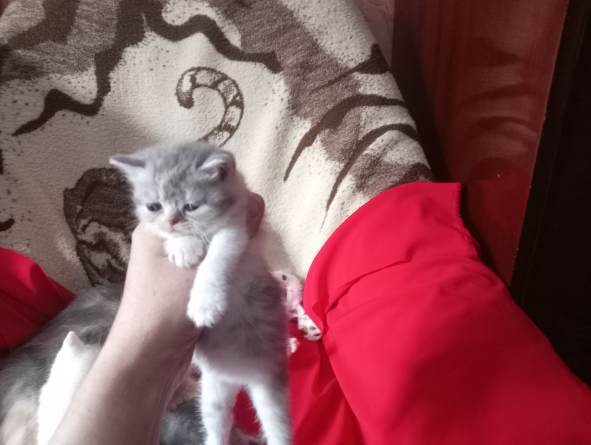 Разноцветные британские котята