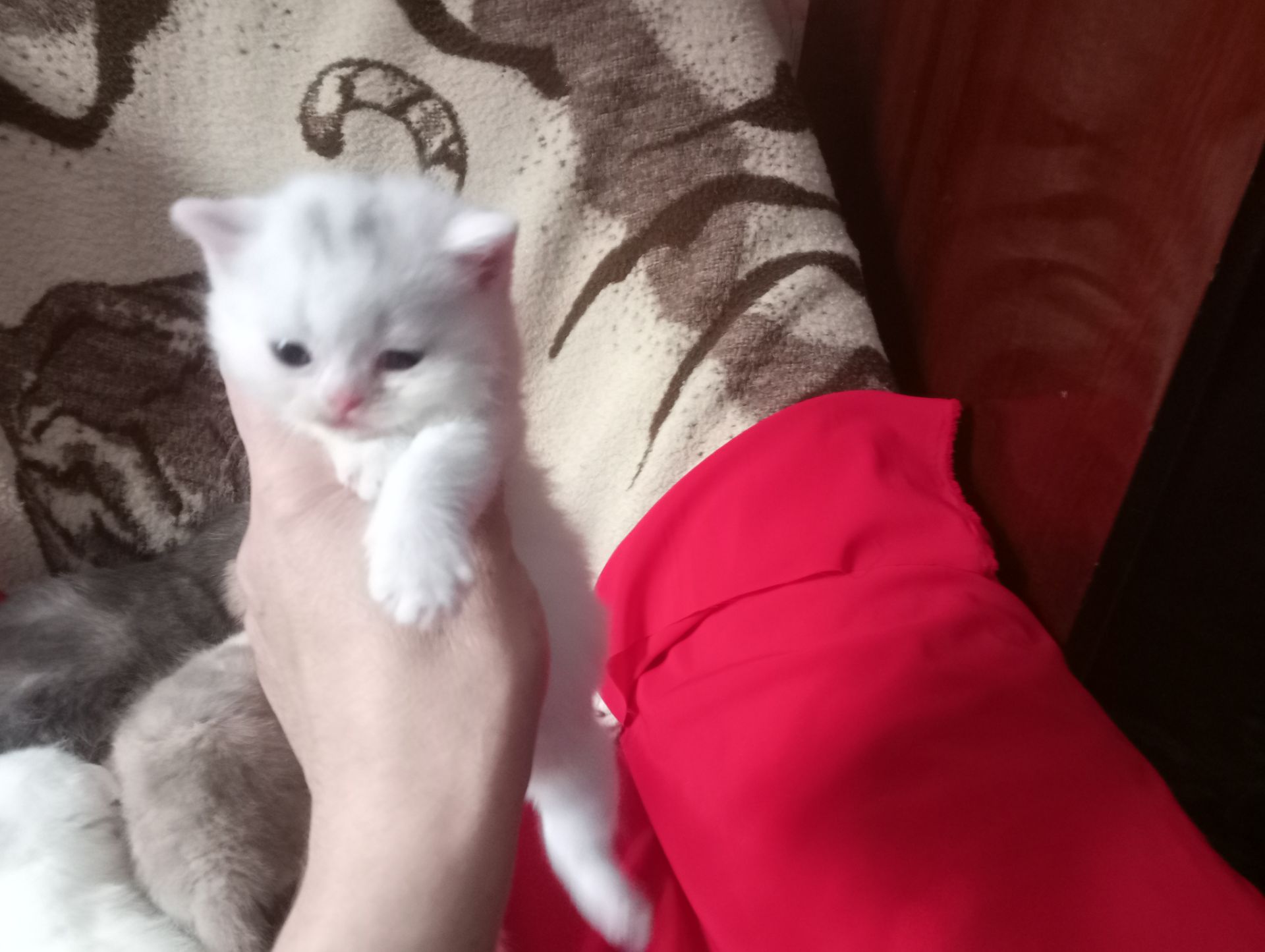 Разноцветные британские котята