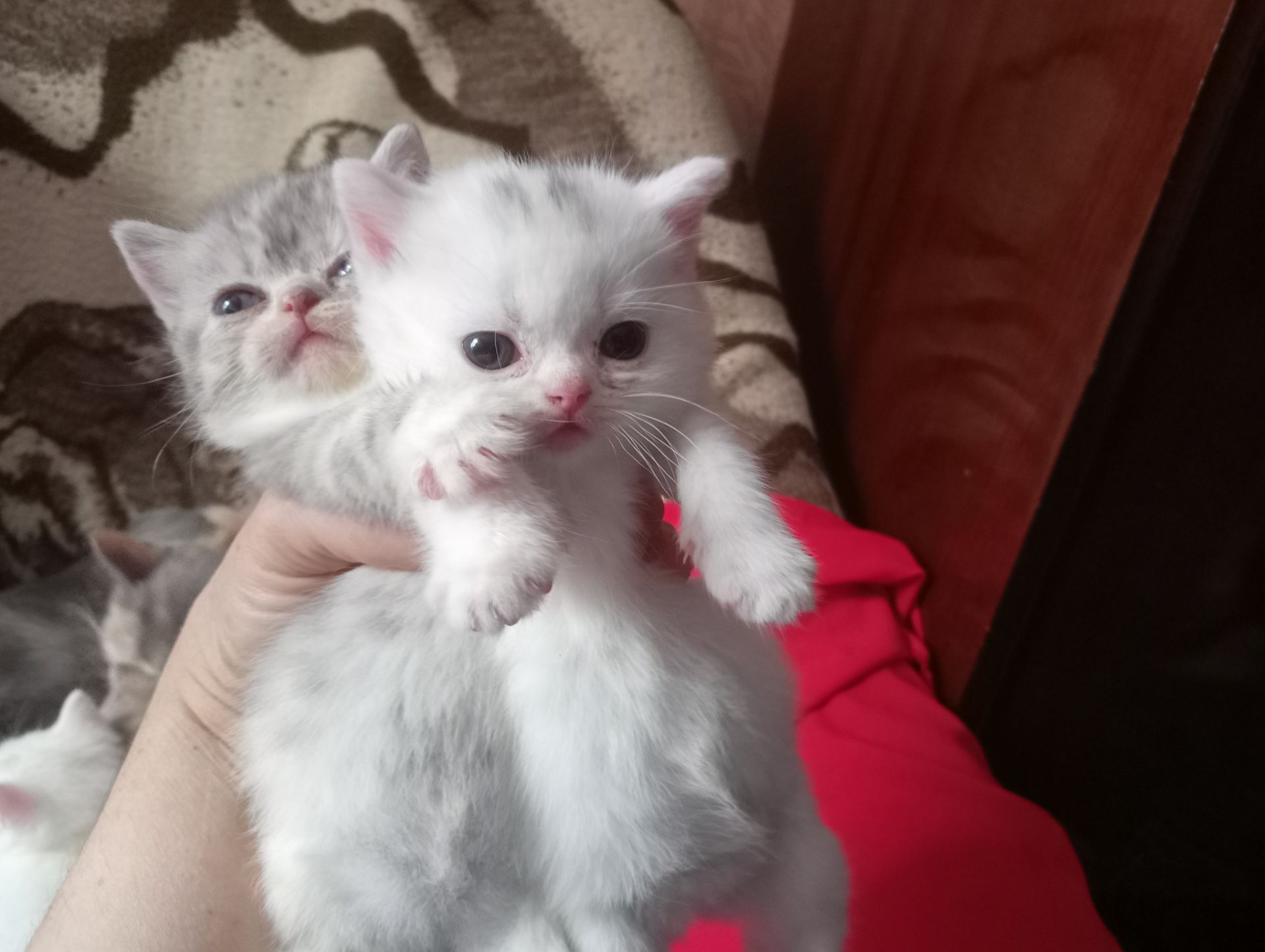 Разноцветные британские котята