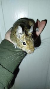 Продам двох самок білки Дегу(чилійська)