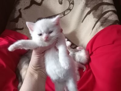 Разноцветные британские котята