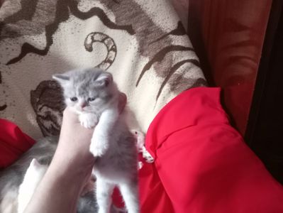 Разноцветные британские котята