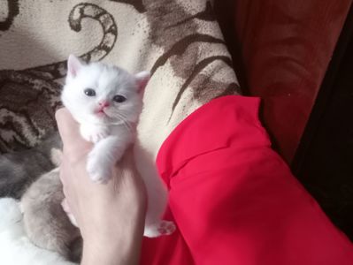 Разноцветные британские котята