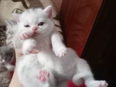 Разноцветные британские котята