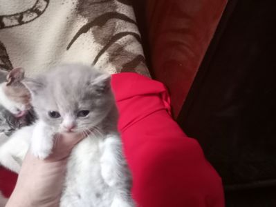 Разноцветные британские котята