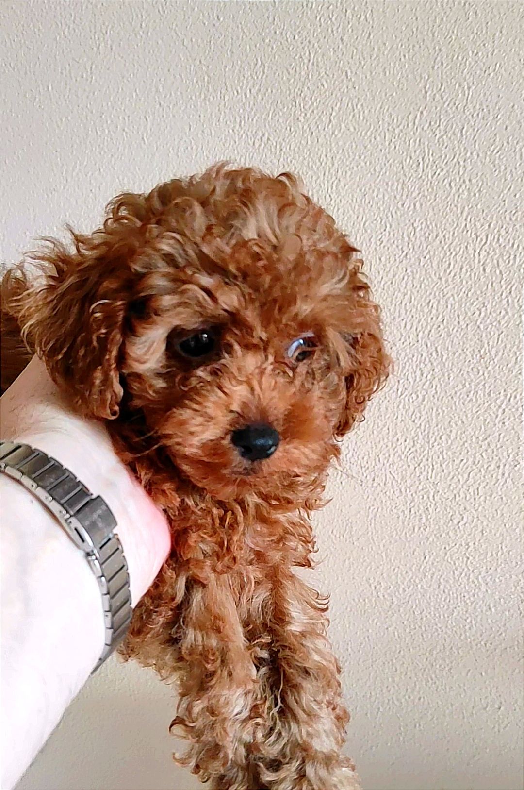 Той Пудель Ред Браун з документами клубу