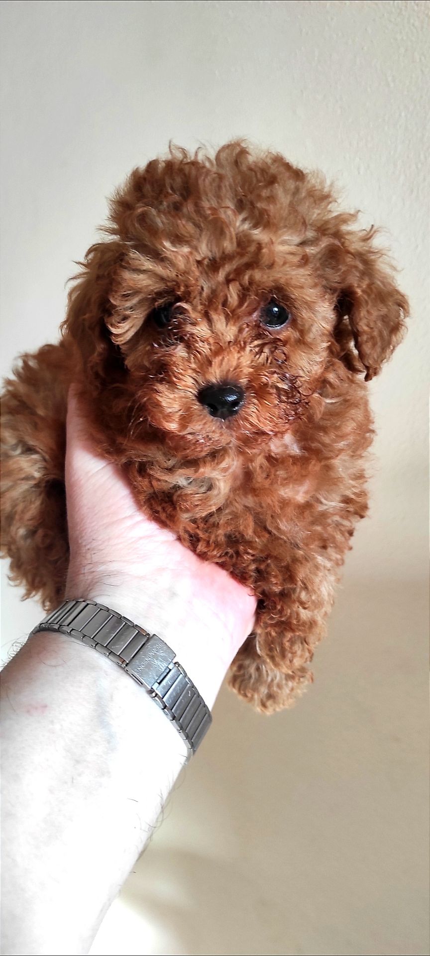 Той Пудель Ред Браун з документами клубу