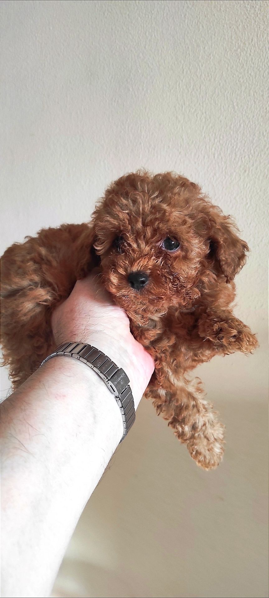 Той Пудель Ред Браун з документами клубу