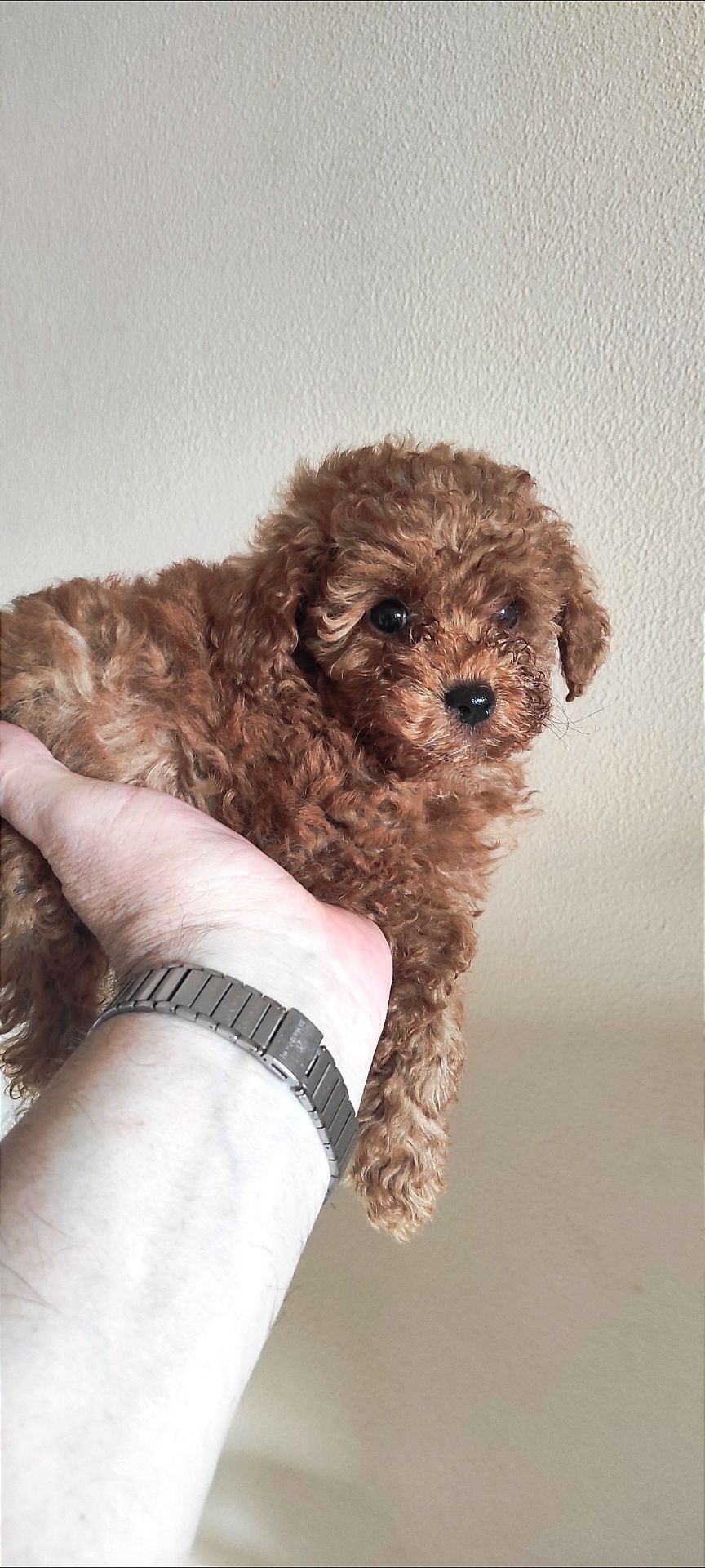 Той Пудель Ред Браун з документами клубу