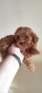 Той Пудель Ред Браун з документами клубу