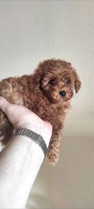 Той Пудель Ред Браун з документами клубу