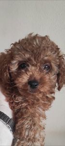 Той Пудель Ред Браун з документами клубу