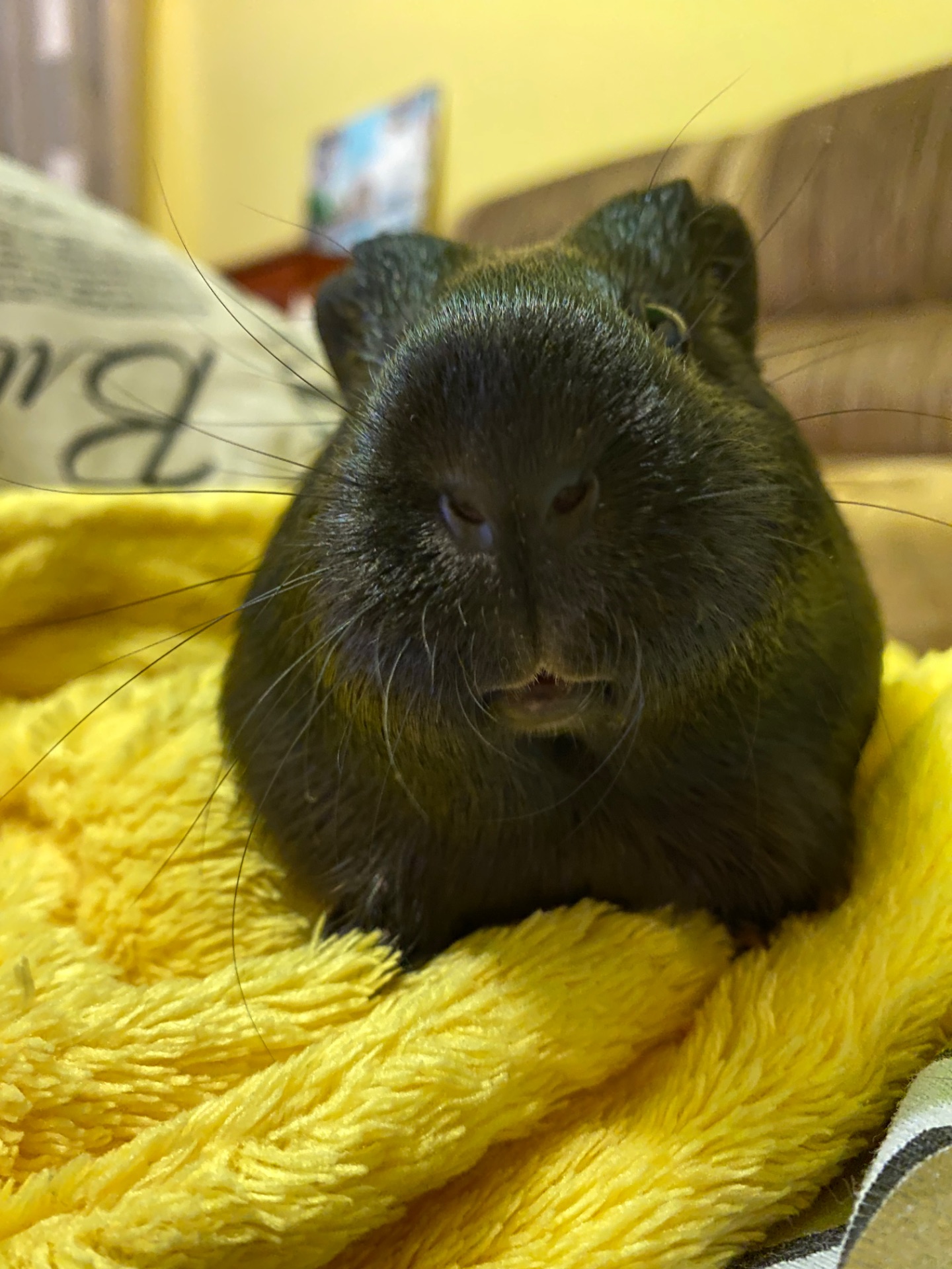 Морська свинка шукає родину !