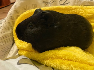 Морська свинка шукає родину !