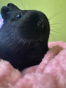 Морська свинка шукає родину !