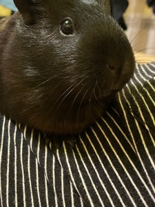 Морська свинка шукає родину !