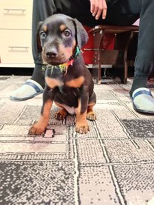 Продам щенков породы доберман