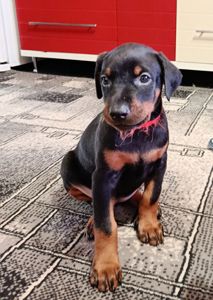 Продам щенков породы доберман